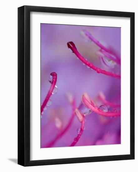 Catawba Rhododendron with Rain Drops, North Carolina, USA-Nancy Rotenberg-Framed Photographic Print