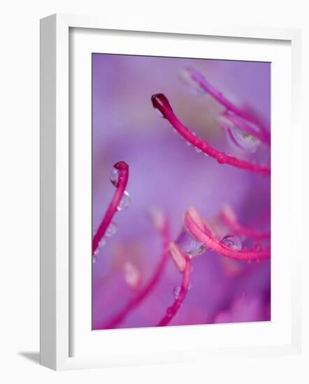 Catawba Rhododendron with Rain Drops, North Carolina, USA-Nancy Rotenberg-Framed Photographic Print