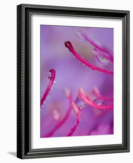 Catawba Rhododendron with Rain Drops, North Carolina, USA-Nancy Rotenberg-Framed Photographic Print