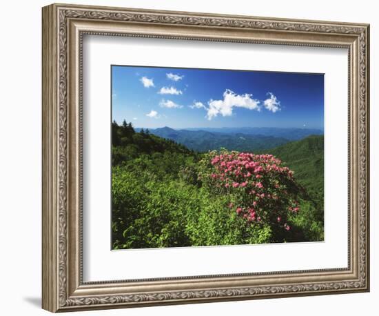 Catawba Rhododendrons, Blue Ridge Parkway, Pisgah National Forest, North Carolina, USA-Adam Jones-Framed Photographic Print