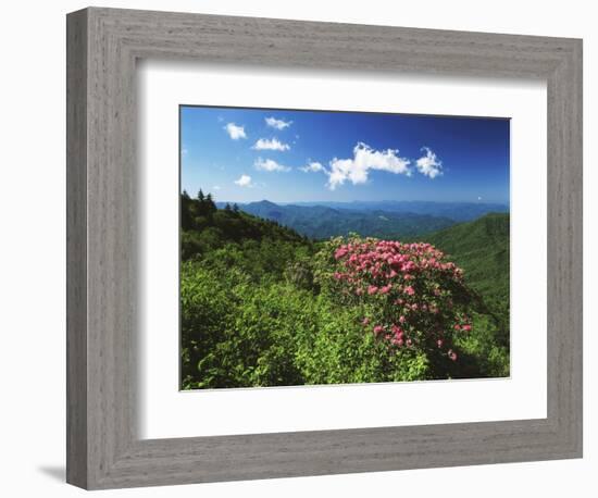 Catawba Rhododendrons, Blue Ridge Parkway, Pisgah National Forest, North Carolina, USA-Adam Jones-Framed Photographic Print