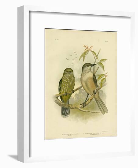 Catbird, 1891-Gracius Broinowski-Framed Premium Giclee Print