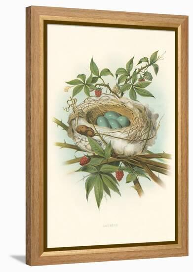 Catbird Nest and Eggs-null-Framed Stretched Canvas