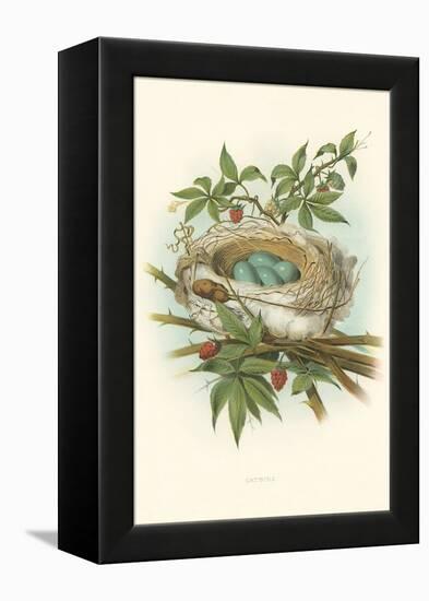 Catbird Nest and Eggs-null-Framed Stretched Canvas