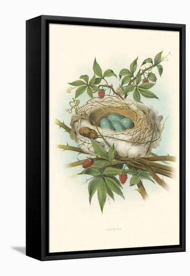 Catbird Nest and Eggs-null-Framed Stretched Canvas