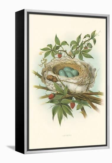 Catbird Nest and Eggs-null-Framed Stretched Canvas