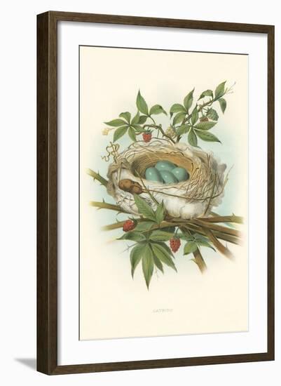 Catbird Nest and Eggs-null-Framed Art Print