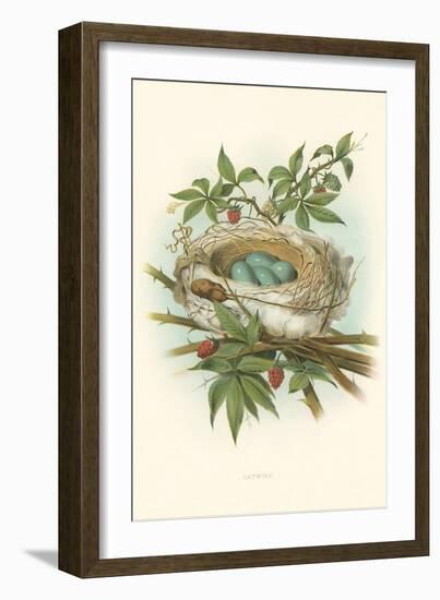 Catbird Nest and Eggs-null-Framed Art Print