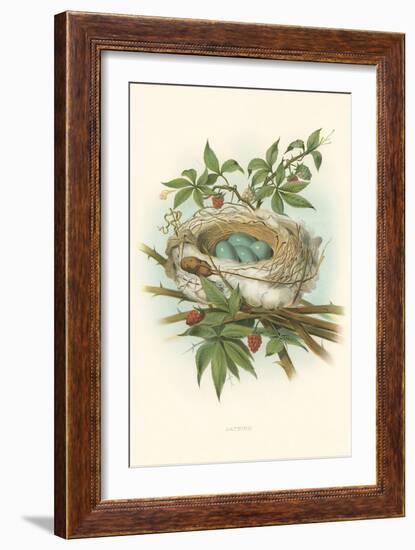 Catbird Nest and Eggs-null-Framed Art Print