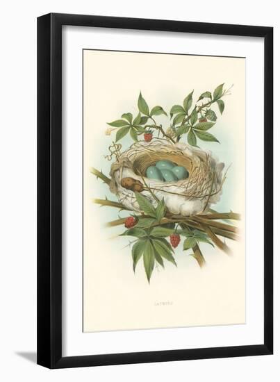 Catbird Nest and Eggs-null-Framed Art Print