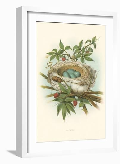 Catbird Nest and Eggs-null-Framed Art Print