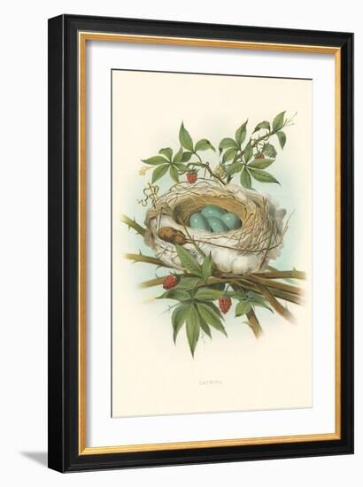 Catbird Nest and Eggs-null-Framed Art Print