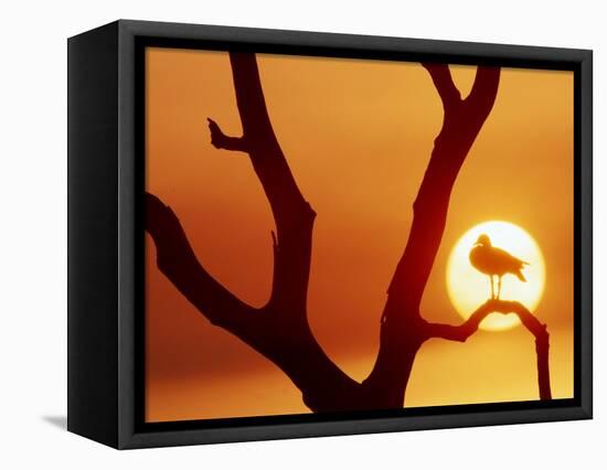 Catbird Seat-Art Wolfe-Framed Premier Image Canvas