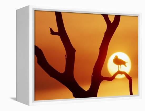 Catbird Seat-Art Wolfe-Framed Premier Image Canvas