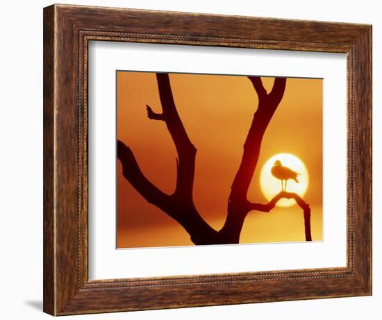 Catbird Seat-Art Wolfe-Framed Photographic Print