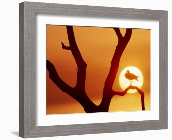 Catbird Seat-Art Wolfe-Framed Photographic Print