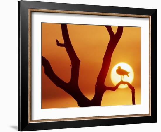 Catbird Seat-Art Wolfe-Framed Photographic Print