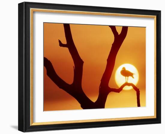 Catbird Seat-Art Wolfe-Framed Photographic Print