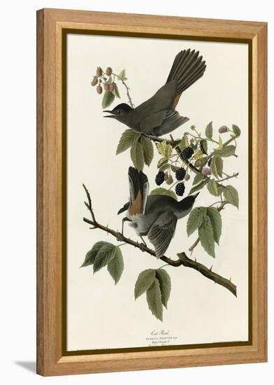 Catbird-null-Framed Premier Image Canvas