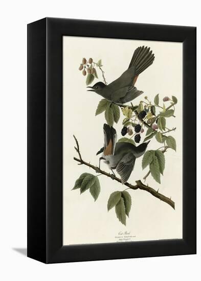 Catbird-null-Framed Premier Image Canvas