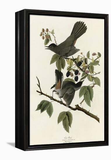 Catbird-null-Framed Premier Image Canvas