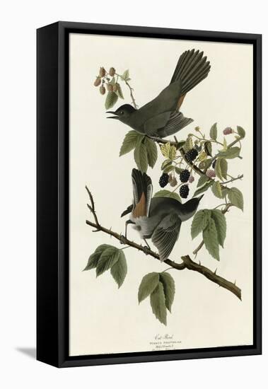 Catbird-null-Framed Premier Image Canvas