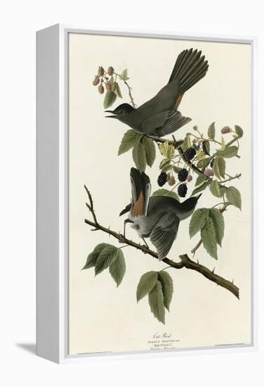 Catbird-null-Framed Premier Image Canvas