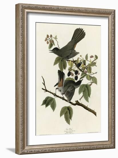 Catbird-null-Framed Giclee Print