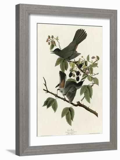 Catbird-null-Framed Giclee Print