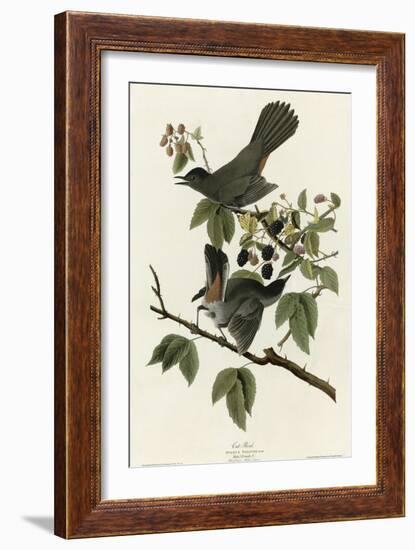 Catbird-null-Framed Giclee Print