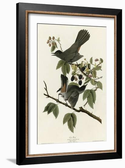 Catbird-null-Framed Giclee Print