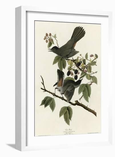 Catbird-null-Framed Giclee Print