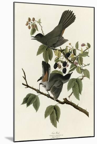 Catbird-null-Mounted Giclee Print