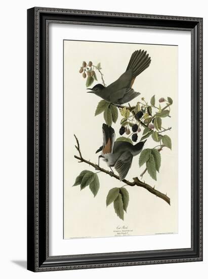 Catbird-null-Framed Giclee Print