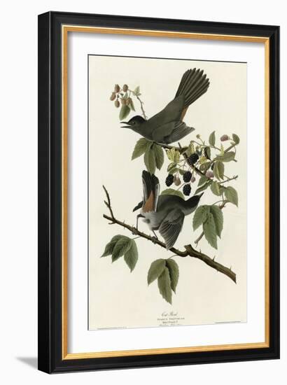 Catbird-null-Framed Giclee Print