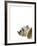 Catcall Canine-Assaf Frank-Framed Giclee Print