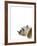 Catcall Canine-Assaf Frank-Framed Giclee Print