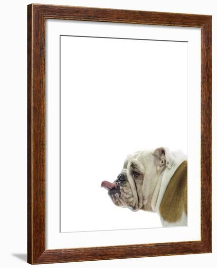 Catcall Canine-Assaf Frank-Framed Giclee Print