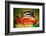Catch of the Day (Barbados)-Andrew Hewkin-Framed Photographic Print