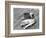 Catch of Trout-Bettmann-Framed Photographic Print