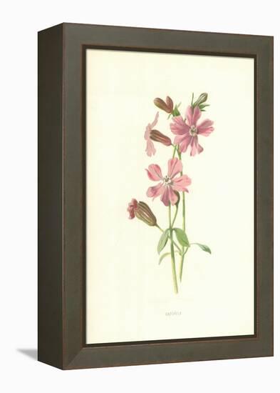 Catchfly-Frederick Edward Hulme-Framed Premier Image Canvas