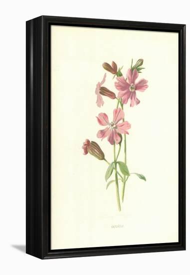 Catchfly-Frederick Edward Hulme-Framed Premier Image Canvas