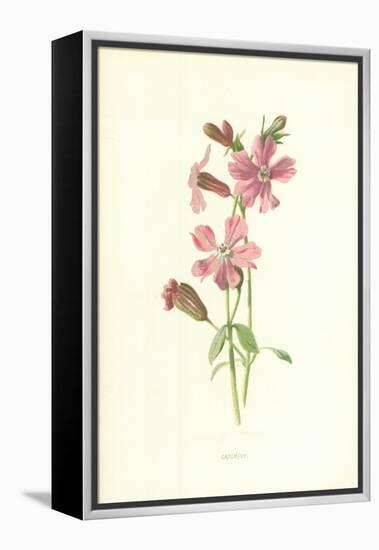 Catchfly-Frederick Edward Hulme-Framed Premier Image Canvas