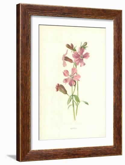 Catchfly-Frederick Edward Hulme-Framed Giclee Print