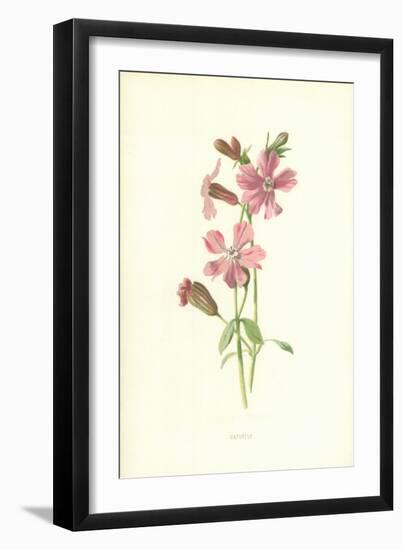 Catchfly-Frederick Edward Hulme-Framed Giclee Print