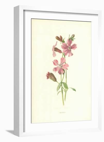 Catchfly-Frederick Edward Hulme-Framed Giclee Print