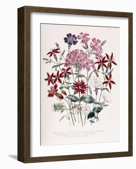 Catchfly-Jane W. Loudon-Framed Giclee Print