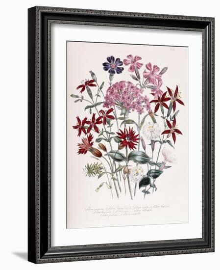 Catchfly-Jane W. Loudon-Framed Giclee Print