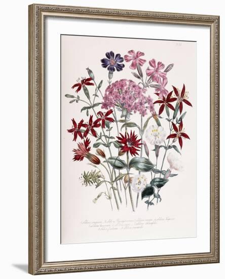 Catchfly-Jane W. Loudon-Framed Giclee Print