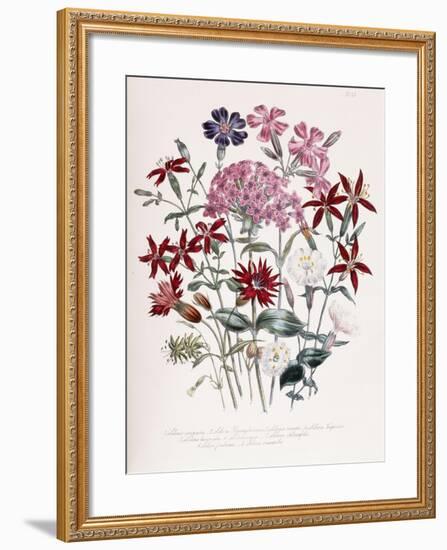 Catchfly-Jane W. Loudon-Framed Giclee Print